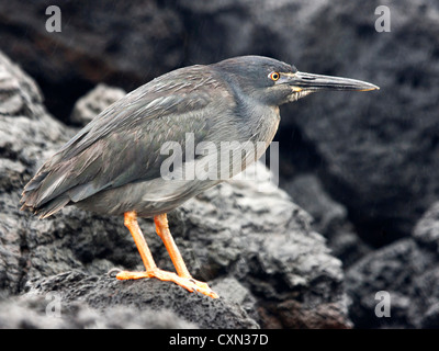 Airone di lava appollaiato in Galápagos Foto Stock