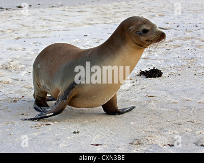 Le Galapagos sealion passeggiate Foto Stock