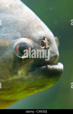 Rosso di ventre (piranha Pygocentrus nattereri) Foto Stock