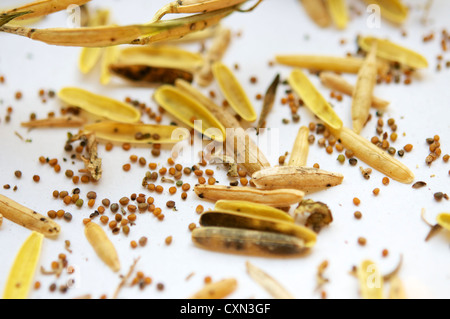 Sementi di rucola cialde e semi su un foglio di carta bianca. Foto Stock