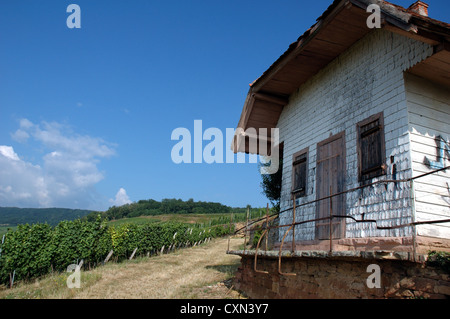 Capannone rustico in Arthur Metz vigneto, Marlenheim, Alsazia, Francia Foto Stock