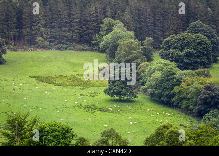 Pecore al pascolo sul prato nelle highlands Foto Stock