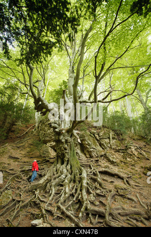 Europeo gigante di faggio (Fagus sylvatica), noto come 'Lo Faig Pare' .Faggio padre. Els porte Parco Naturale, La Senia, Tarragona Foto Stock