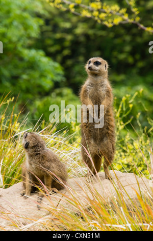 Edinburgh Zoo meerkats - Foto Stock