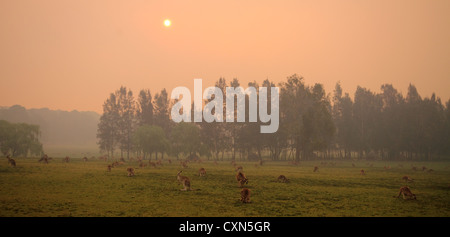 Eastern grigio grigio canguri con una nebbiosa smoky sfondo Foto Stock