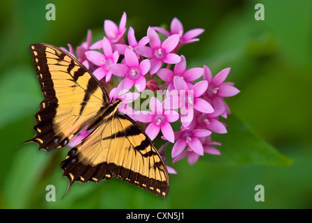 Tiger a coda di rondine di alimentazione a farfalla su fiori di colore rosa Foto Stock