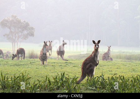 Eastern grigio grigio canguri con una nebbiosa smoky sfondo Foto Stock