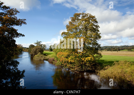 Vista del fiume di alberi in autunno sul Fiume Ure vicino Leyburn, North Yorkshire Dales e National Park, Regno Unito Foto Stock