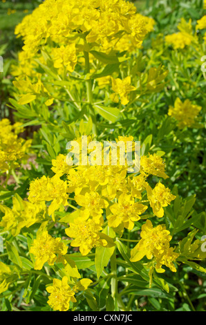 Euphorbia palustris Foto Stock