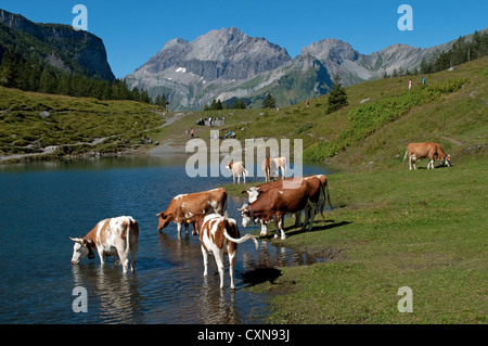 Bestiame alpino con campane delle mucche Lago Oeschinen Kandersteg - Svizzera Foto Stock