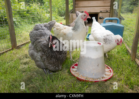 Mantenendo le galline a casa - REGNO UNITO. Le galline in un run con alimentatore. Foto Stock