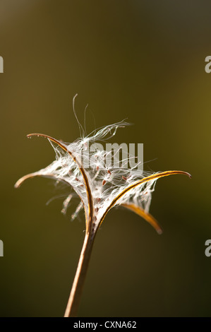 Rosebay willow herb (Epilobium angustifolium) sementi caso scaricando i semi come pod si rompe per essere portati su correnti di vento Foto Stock