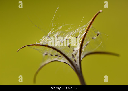 Rosebay willow herb (Epilobium angustifolium) sementi caso scaricando i semi come pod si rompe per essere portati su correnti di vento Foto Stock