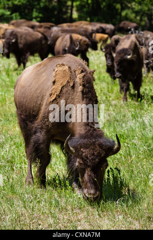 Mandria di bisonti appena fuori la Wildlife Loop Road nel Custer State Park, Black Hills, Dakota del Sud, STATI UNITI D'AMERICA Foto Stock