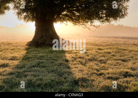 Alba sunrise attraverso la nebbia di fading evaporare dal calore con raggi di sole contro la vecchia coppia inglese quercia contro la rugiada Foto Stock