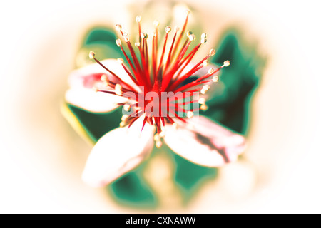 Natale immagine fotografia di rosso porpora rose fiori glitter con petali  di fiori e addobbi per l'albero di baubles in background con rosa lucido  wrap Foto stock - Alamy