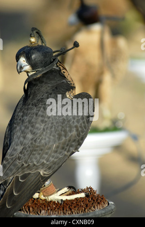 Falchi della Dubai Desert Conservation Reserve, Dubai, Emirati Arabi Uniti, Emirati arabi uniti, Golfo Persico, la Penisola Arabica, in Asia. Foto Stock