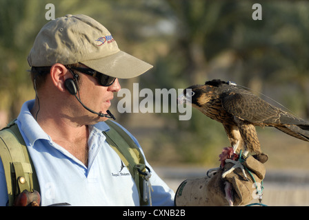 Falchi della Dubai Desert Conservation Reserve, Dubai, Emirati Arabi Uniti, Emirati arabi uniti, Golfo Persico, la Penisola Arabica, in Asia. Foto Stock