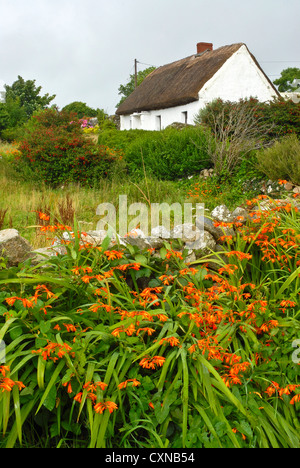 Tradizionale dipinto di bianco con tetto di paglia di cottage in pietra in Irlanda con orange monbretia fiori in primo piano. Foto Stock