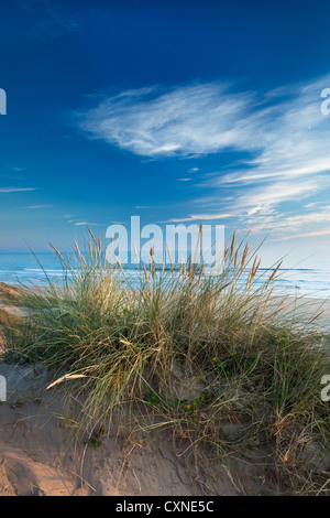 Ad ovest di acqua dolce, Il Pembrokeshire Coast . La Marram dune di erba in un giorno d'estate. Foto Stock