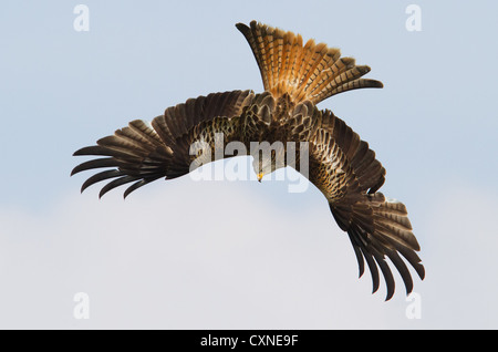 Un Welsh Nibbio reale (Milvus milvus) piomba in un tuffo per alimenti in Galles centrale Foto Stock