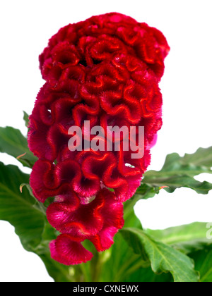 Celosia argentea var. cristata. Nome comune cresta di gallo Foto Stock
