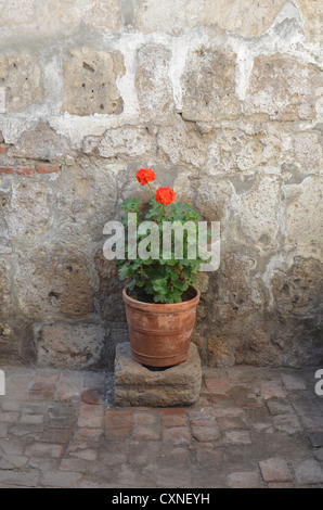 Fiore rosso in pentola contro un muro di pietra. Santa Catalina Convento, Arequipa, Perù Foto Stock