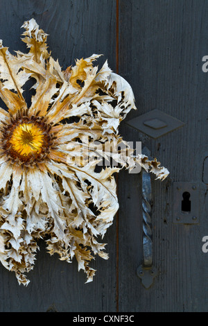 Stemless carline thistle (Carlina acaulis) fiore. Foto Stock