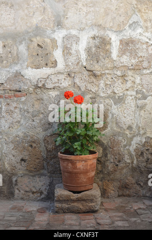 Fiore rosso in pentola contro il muro di pietra. Santa Catalina Convento, Arequipa, Perù Foto Stock