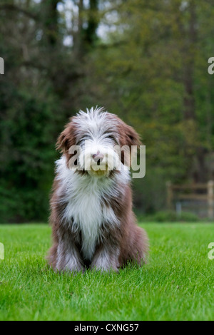 Collie barbuto / Beardie seduti in giardino Foto Stock