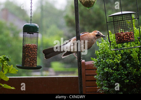 Eurasian Jay (Garrulus glandarius) mangiare noccioline da bird feeder in giardino sotto la pioggia Foto Stock