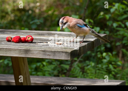 Eurasian Jay (Garrulus glandarius) rubare cibo dal tavolo da giardino Foto Stock