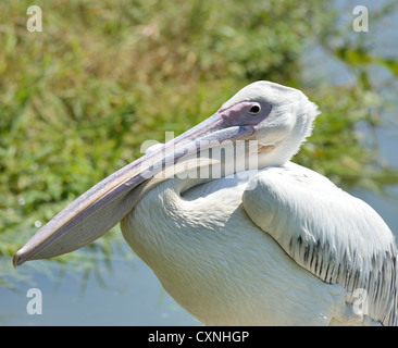 White Pelican, Close Up Shot Foto Stock