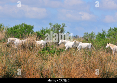 Camargue cavalli bianchi selvatici pascolare nelle paludi vicino Saintes Maries de la Mer, Camargue, Francia Foto Stock