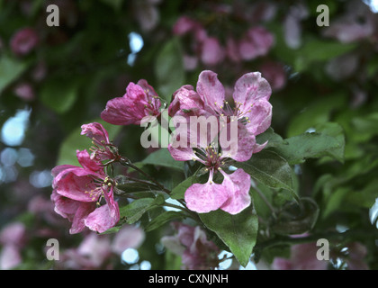 Sargent della ciliegia Prunus sargentii (Rosacee) Foto Stock