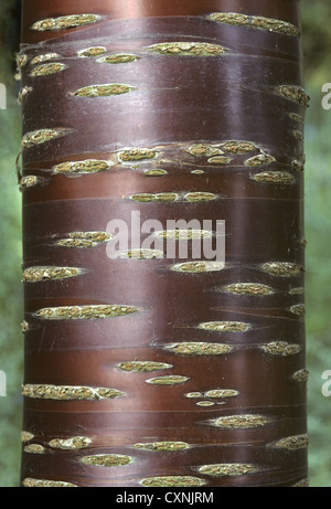 Il Tibetano Cherry Prunus serrula (Rosacee) Foto Stock