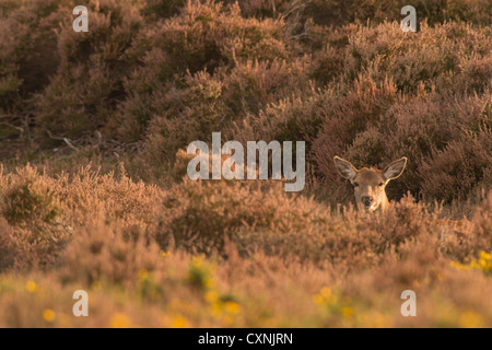 Red Deer cervo (Cervus elaphus) poggiante su Dunwich Heath. Foto Stock