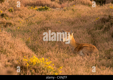 Red Deer cervo (Cervus elaphus) poggiante su Dunwich Heath. Foto Stock