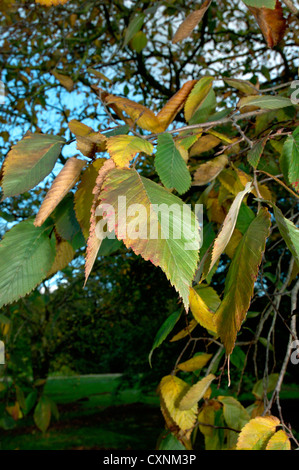 Bianco europeo Elm Ulmus laevis (Ulmaceae) Foto Stock