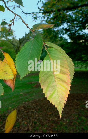 Bianco europeo Elm Ulmus laevis (Ulmaceae) Foto Stock