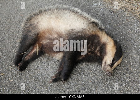 Un morto badger su una corsia rurale in U.K. Foto Stock