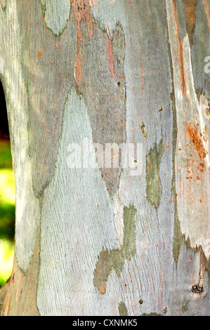 Piccolo-lasciava in gomma eucalipto parviflora Foto Stock