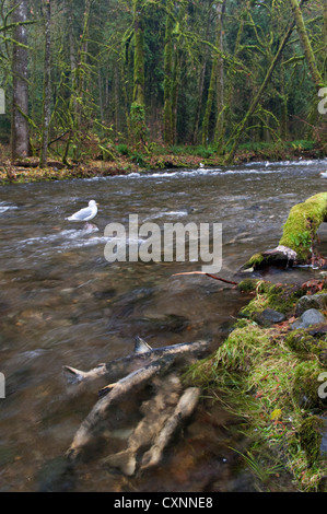 CA, l'isola di Vancouver, Victoria, B. C. Goldstream Provincial Park. Gabbiani harvest deboli e moribondi salmone durante la deposizione delle uova. Foto Stock