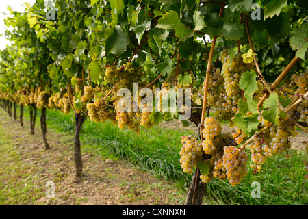 Lunga fila di golden mature riesling uva sulla vite in un vigneto in Niagara sul lago Ontario Foto Stock