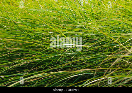 Close-up di molti verde erba come sfondo Foto Stock