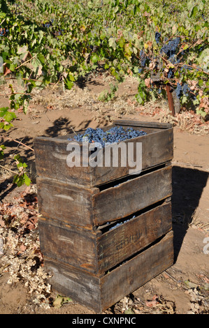 Lo Zinfandel vendemmia, Ghirardelli vigna. scatole di uve Zinfandel in attesa di prelievo dopo la raccolta. Foto Stock