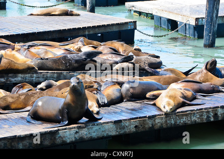 I leoni di mare sul ponte K al Molo 39 - San Francisco Foto Stock