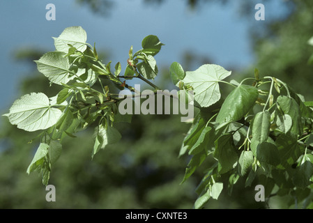 Il pianto di calce argento Tilia x petiolaris Foto Stock