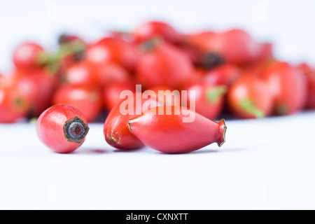 Rosa canina. Cane rosa canina su uno sfondo bianco. Foto Stock