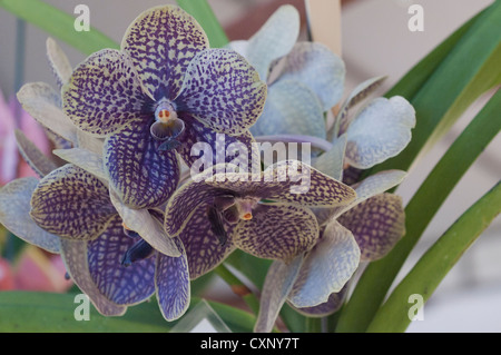 Vanda Azul Orchid Foto Stock